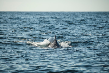Naklejka premium Large humpback whale splashing and slapping tail during whale season Australia