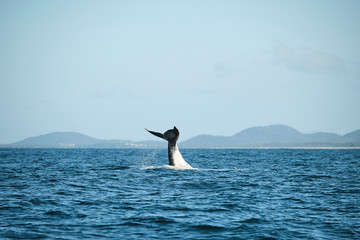 Fototapeta premium Large humpback whale splashing and slapping tail during whale season Australia