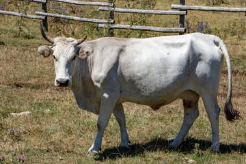 view grazing cows