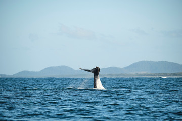 Large humpback whale splashing and slapping tail during whale season Australia