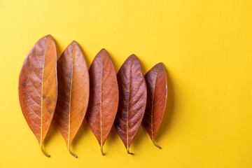 Autumn leaves on yellow paper background. Summer autumn season change concept.
