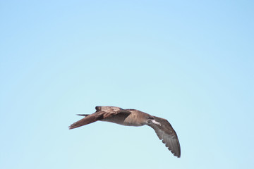 Flesh Footed Shearwater in Australasia