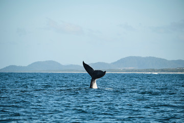 Fototapeta premium Large humpback whale splashing and slapping tail during whale season Australia