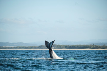 Fototapeta premium Large humpback whale splashing and slapping tail during whale season Australia