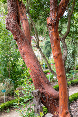 Ecorce d'arbre rouge dans un parc &agrave; Rennes en Bretagne