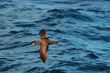 Flesh Footed Shearwater in Australasia