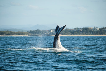 Obraz premium Large humpback whale splashing and slapping tail during whale season Australia