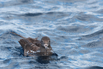 Fototapeta premium Flesh Footed Shearwater in Australasia