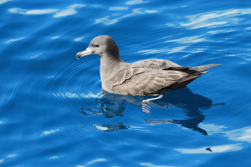 Flesh Footed Shearwater in Australasia