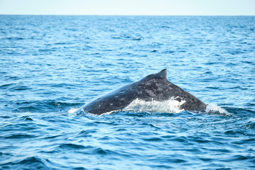 Naklejka premium Large humpback whale splashing and slapping tail during whale season Australia