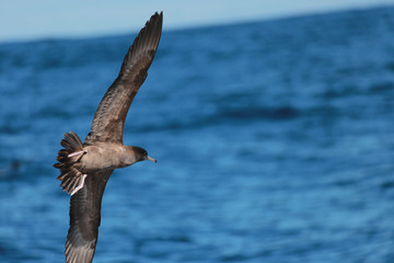 Wedge Tailed Shearwater in Australasia