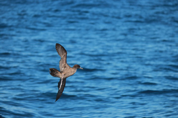 Wedge Tailed Shearwater in Australasia