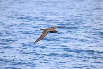 Wedge Tailed Shearwater in Australasia