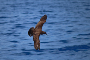 Wedge Tailed Shearwater in Australasia