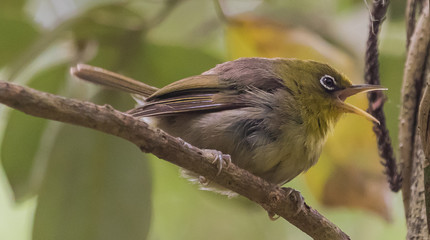 Long Billed Silvereye Endemic to Norfolk Island