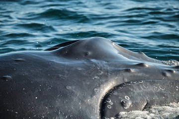 Close up humpback whale head on the ocean surface