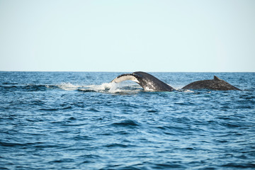 Large humpback whale splashing and slapping tail during whale season Australia