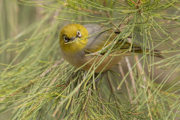 Silvereye in Australasia