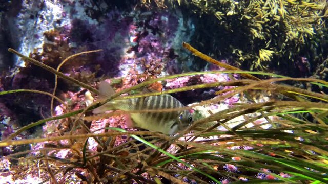 4K HD video of a zebra perch eating from seaweed. This species is actually a member of the sea chub family which includes the opal eye and half moon, sometimes called the Catalina perch. 