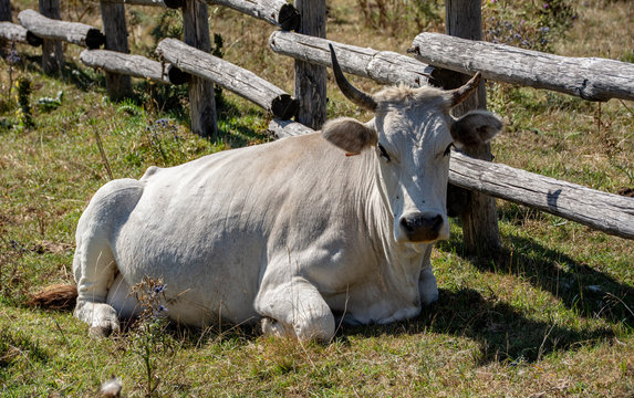 White cown at rest