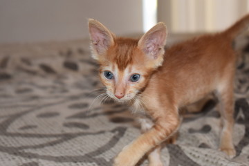 Cat drinks striped blonde, with blue eyes, playing on the bed.