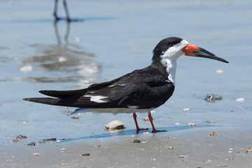 Black Skimmer in Texas USA
