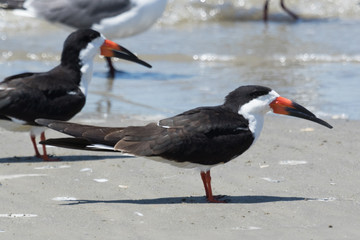 Black Skimmer in Texas USA