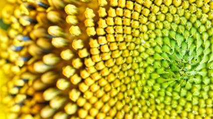 Drops of morning dew on an inflorescence of a blooming sunflower. Amazing macro. 16 to 9. Shallow depth of field