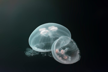 colored jellyfish