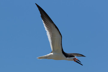 Black Skimmer in Texas USA