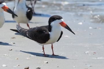 Black Skimmer in Texas USA