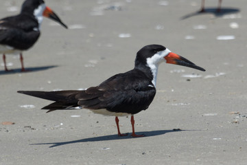 Black Skimmer in Texas USA