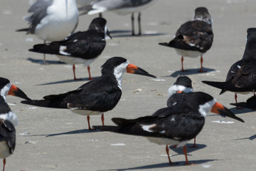 Black Skimmer in Texas USA