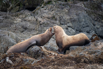 Fototapeta premium Steller Sea Lion Swimming