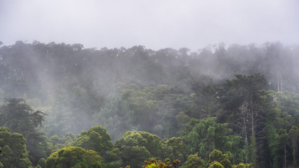 Heavy fog covering a forest of evergreen and eucalyptus trees in Presidio of San Francisco;