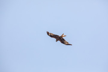 Rapace en vol en Corse du Sud