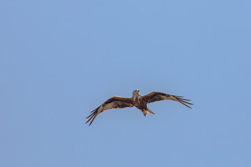 Rapace en vol en Corse du Sud