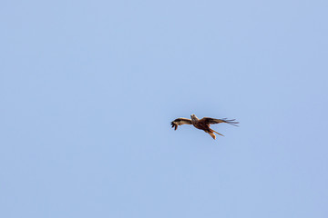 Rapace en vol en Corse du Sud