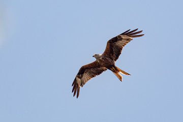 Rapace en vol en Corse du Sud