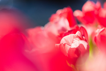 vibrant pink tulips in garden © Kathleen
