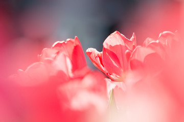 vibrant pink tulips close up 