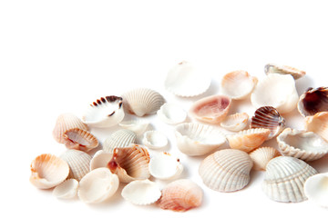 Beautiful small and colorful sea shells isolated on white background with copy space