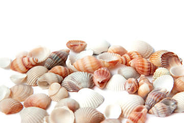 Fototapeta na wymiar Beautiful small sea shells isolated on white background with copy space. Vacation concept
