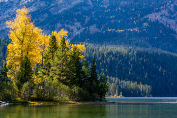 Fall colors Aspens Grand Teton NP