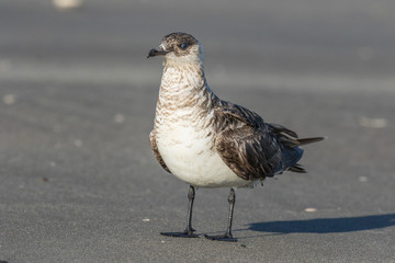 Arctic Skua in Australasia