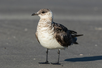 Arctic Skua in Australasia