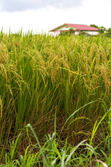 Fototapeta premium Close-up of the grains of rice and the house blurred.