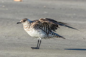 Arctic Skua in Australasia