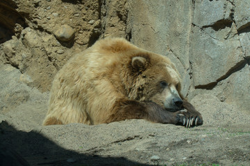 A brown grizzly bear lays down in the warm summer sun outside next to rock structure to sleep. Zoo and safari tourist attraction