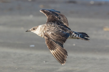 Arctic Skua in Australasia